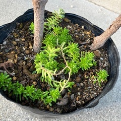 センテッドゼラニウムの画像