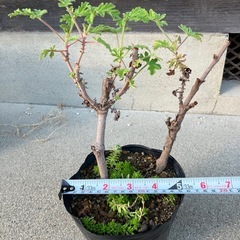 センテッドゼラニウムの画像