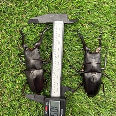 ギラファノコギリクワガタ成虫2ペアの画像