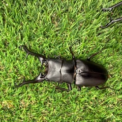 ギラファノコギリクワガタ成虫2ペアの画像