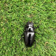 ギラファノコギリクワガタ成虫2ペアの画像