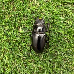 ギラファノコギリクワガタ成虫2ペアの画像