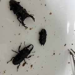 オオクワガタ・ヒラタクワガタ(国産))の画像