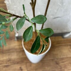  プレミアム光触媒フェイクグリーン シマトネリコ🚚自社配送時💳代引き可🚚(現金、クレジット、スマホ決済対応)の画像