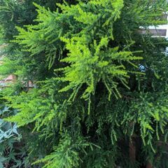 ゴールドクエスト　の画像