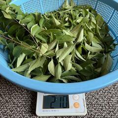 大量　カレーリーフ200g　数量限定につき早い者勝ち。カラピンチャの画像
