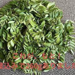 大量　カレーリーフ200g　数量限定につき早い者勝ち。カラピンチャの画像