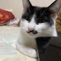 まだまだやんちゃ