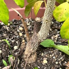 4000円　特大1ｍ超　カレーリーフの木　カラピンチャ　東武東上線成増付近にて手渡し対応の画像