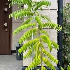 4000円　特大1ｍ超　カレーリーフの木　カラピンチャ　東武東上線成増付近にて手渡し対応の画像