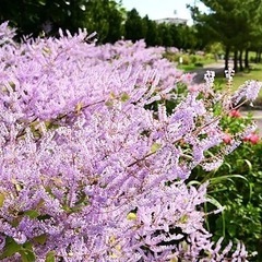 フブキバナの画像