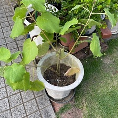 フブキバナの画像