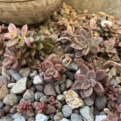 サボテン類、多肉植物の画像