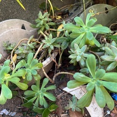 サボテン類、多肉植物の画像