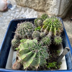 サボテン類、多肉植物の画像