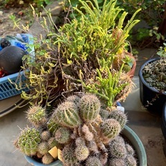 サボテン類、多肉植物の画像