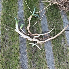 サボテン　アガベの画像