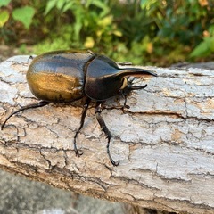 DHエクアトリアヌスの画像