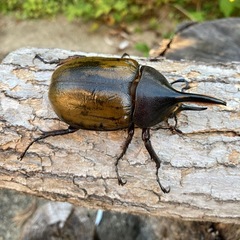 DHエクアトリアヌスの画像