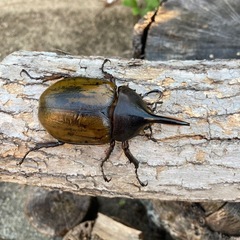 DHエクアトリアヌスの画像