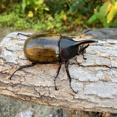 DHエクアトリアヌスの画像