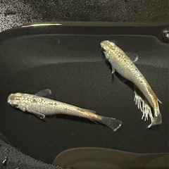 メダカ販売しますの画像
