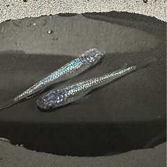 メダカ販売しますの画像