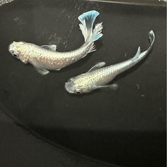 メダカ販売しますの画像