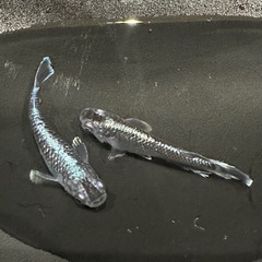 メダカ販売しますの画像