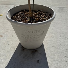 サルスベリ 百日紅 鉢植え プランター　庭木 植木 園芸 ガーデニングの画像