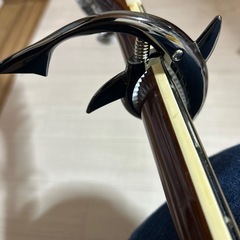 かわいいサメのカポの画像