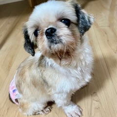 シーズー︎︎ ♀5歳