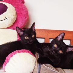 甘えん坊でやんちゃな黒猫🐈‍⬛姉弟🎵