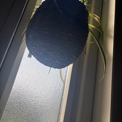 オリヅルラン　カゴつき付きの画像