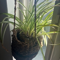 オリヅルラン　カゴつき付きの画像