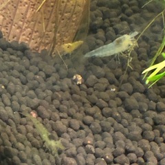 シュリンプセット の画像