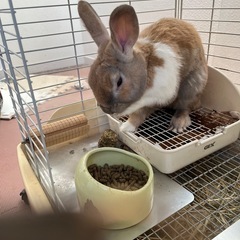 うさぎです名前を呼べば来ます