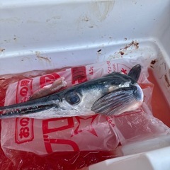 小さいグルクンなど釣り餌の画像