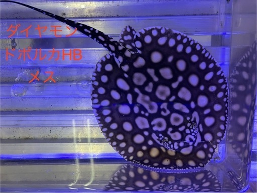 ダイヤモンドポルカHB 自家繁殖