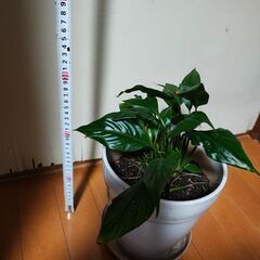 スパティフィラム　の画像