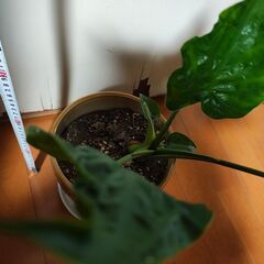 クワズイモ　観葉植物の画像