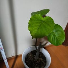 フィカスウンベラータ　観葉植物の画像