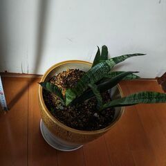 サンスベリア　観葉植物の画像