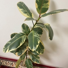 観葉植物　ゴムの木　フィカスバーガンディの画像