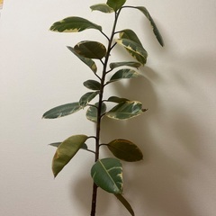 観葉植物　ゴムの木　フィカスバーガンディの画像