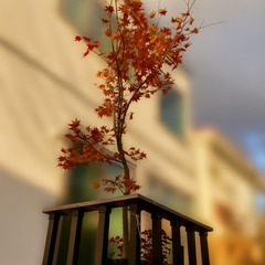 ヤマモミジ植木（高さ約2m）秋の彩りに最適！引き取り限定の画像