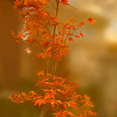 ヤマモミジ植木（高さ約2m）秋の彩りに最適！引き取り限定の画像