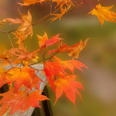 ヤマモミジ植木（高さ約2m）秋の彩りに最適！引き取り限定の画像