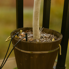 ヤマモミジ植木（高さ約2m）秋の彩りに最適！引き取り限定の画像