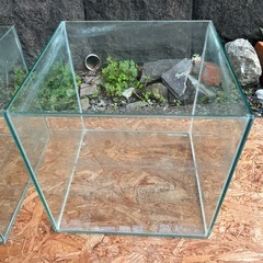 30cm キューブ水槽の画像